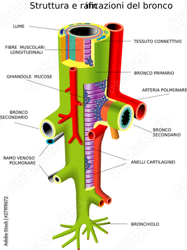 bronchi