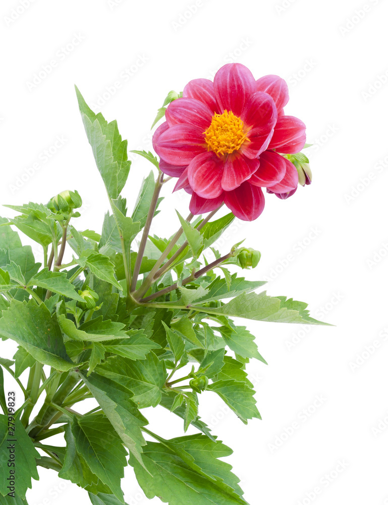 Fototapeta premium Dwarfish dahlia background