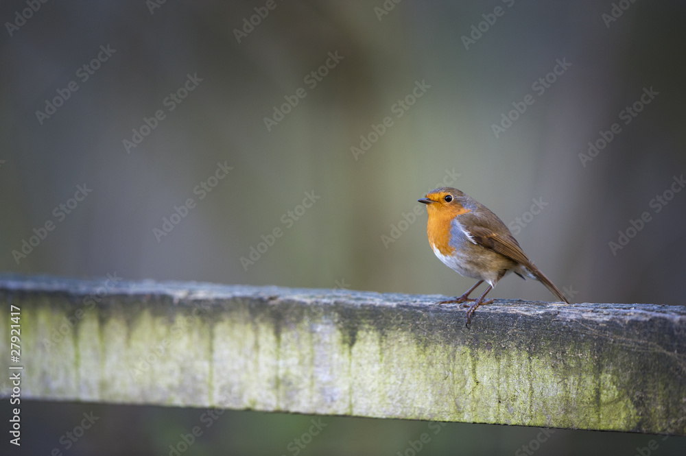 Fototapeta premium Robin On Fence