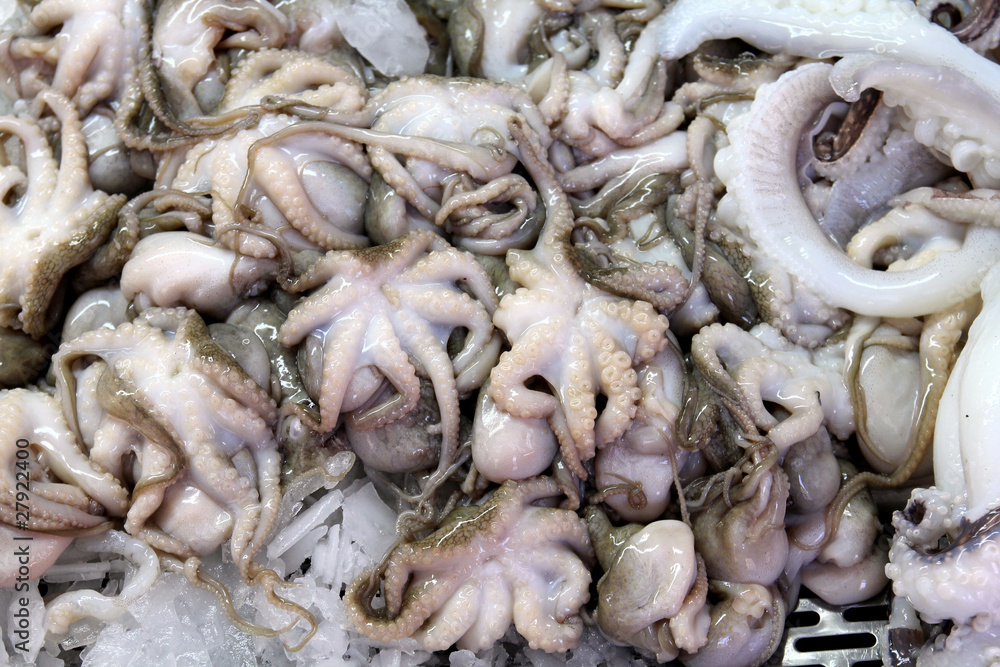 Squids at market in Valencia Squids at market in Valencia