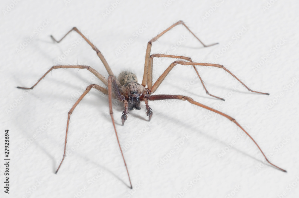 Spider Spider