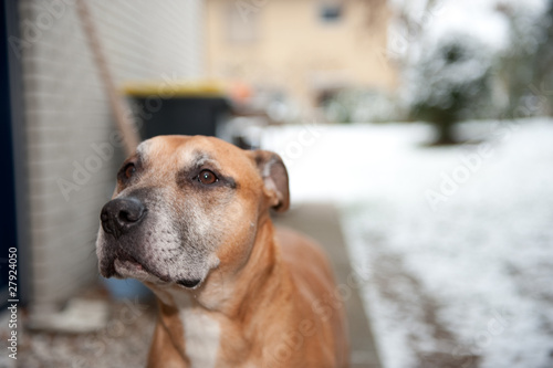 American Staffordshire Terrier