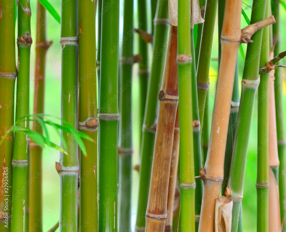 Obraz premium Bamboo