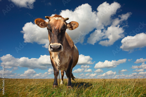 Cow standing on grass and looking to a camera on blue cloudy sky background