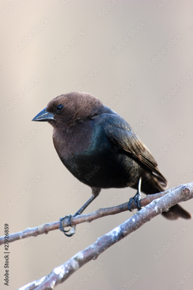 Wild Brown-headed Cowbird Perched On Branch