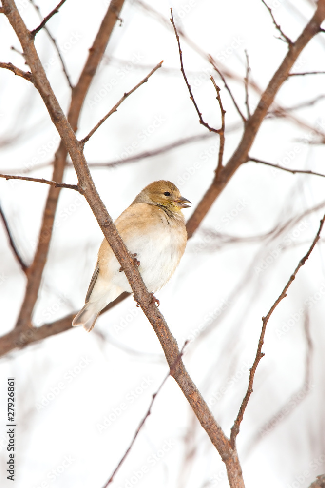 Wild American Goldfinch in Winter Plumage in the Snow