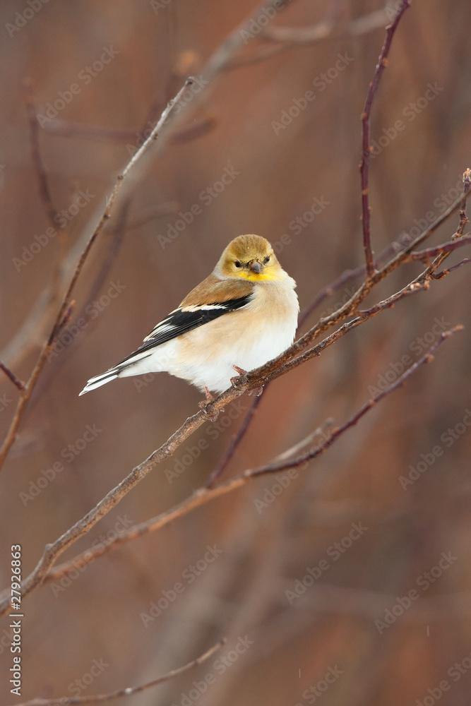 Wild American Goldfinch in Winter Plumage