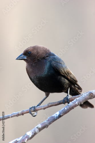Obraz na płótnie Wild Brown-headed Cowbird Perched On Branch w salonie
