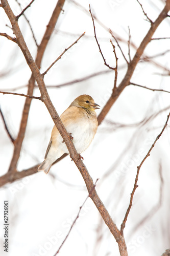 Wild American Goldfinch in Winter Plumage in the Snow © Brad Thompson