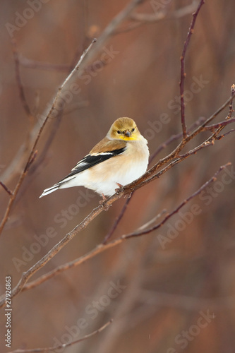 Obraz na płótnie Wild American Goldfinch in Winter Plumage w salonie