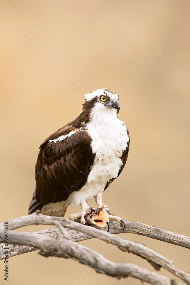 Wild Osprey with Fish In Talons