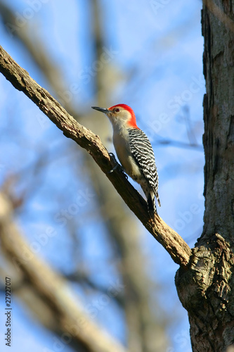 Wild Red Bellied Woodpecker in Warm Sunset Light