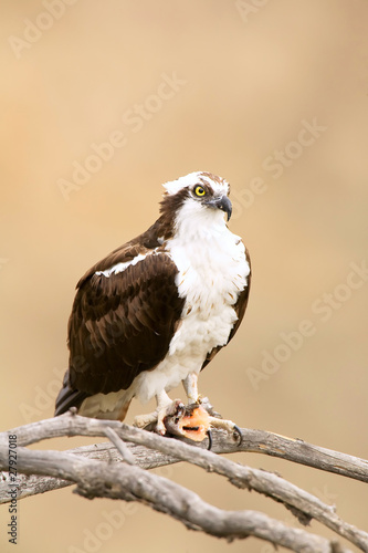 Obraz na płótnie Wild Osprey with Fish In Talons w salonie