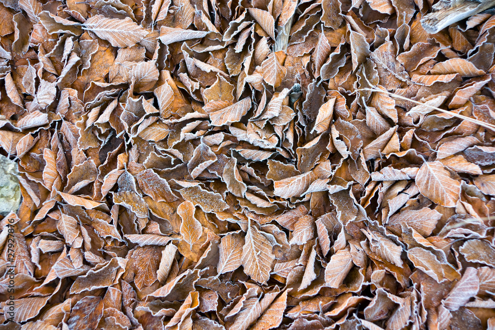 Frozen leaves Frozen leaves