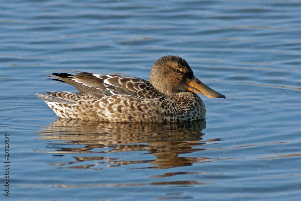 Northern Shoveler Hen