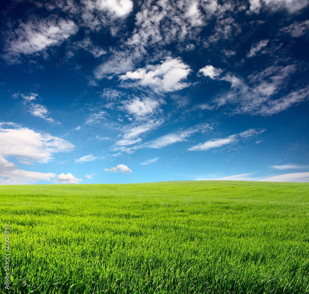 Meadow Meadow