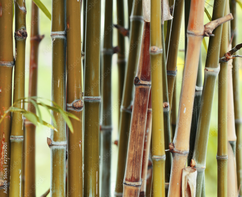 Obraz premium Bamboo