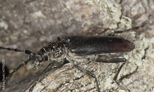 Great capricorn beetle (Cerambyx cerdo)