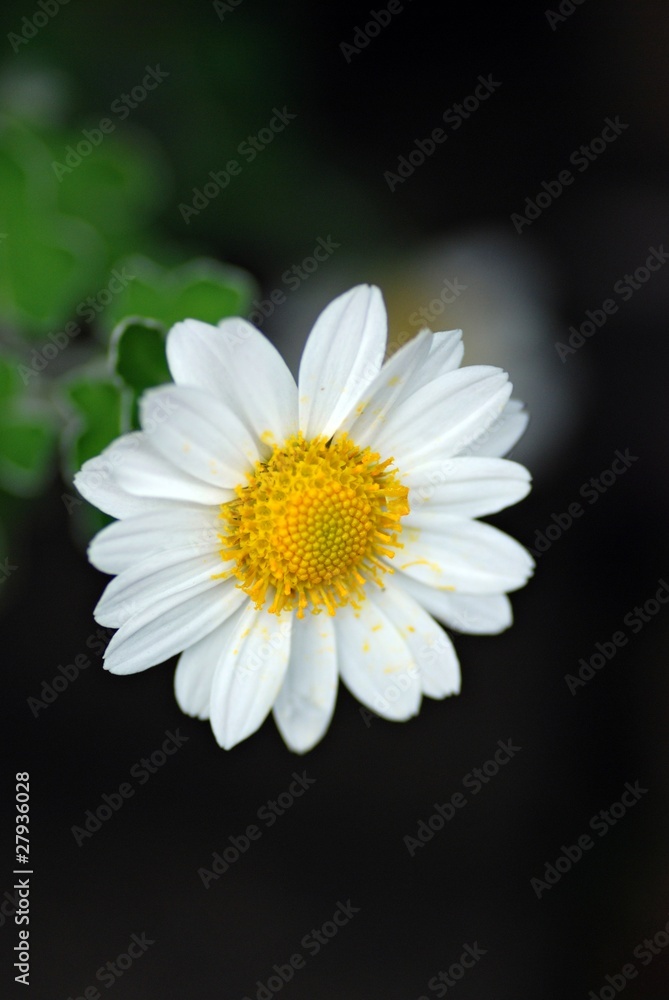 Obraz premium 白い菊