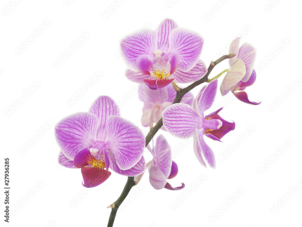 Obraz premium orchid branch