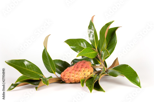 ramo di magnolia 1