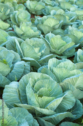 Tableau sur toile Cabbage farming at organic food farm