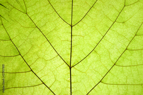 green dry leaf detail texture