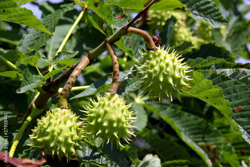 Chestnuts on a tree