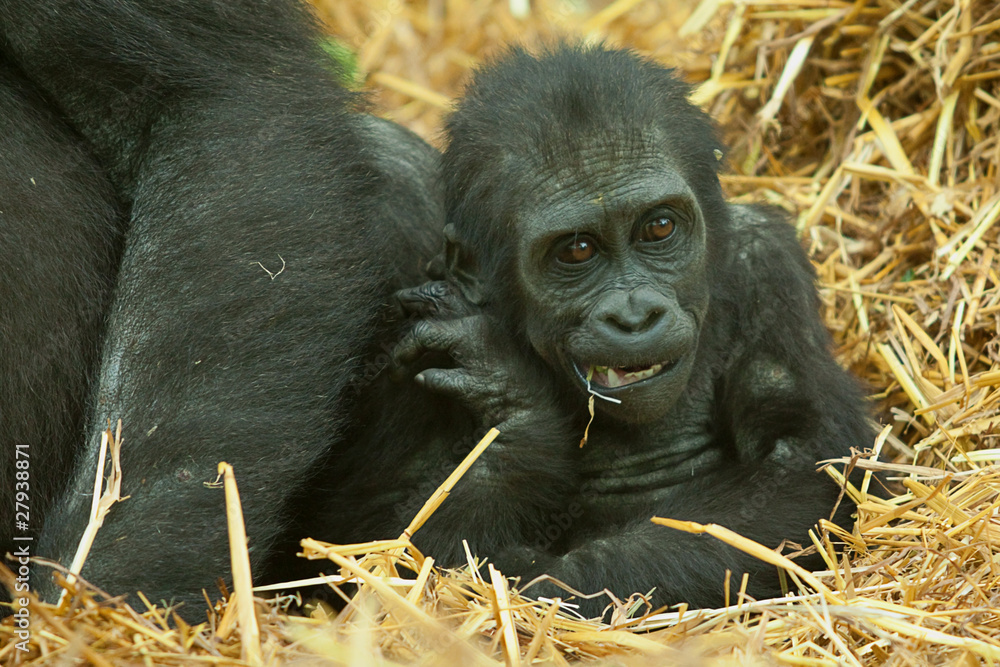 Obraz premium baby gorilla 7991