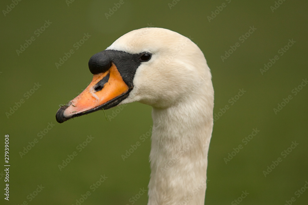 swan portrait 7325 swan portrait 7325
