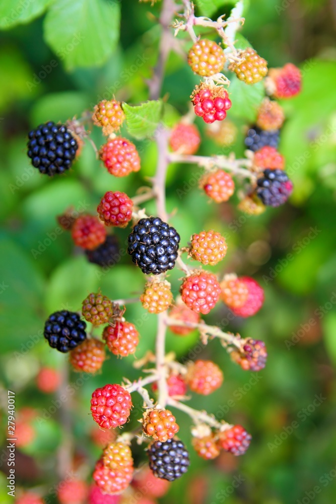 blackberry berries branch in plant selective focus blackberry berries branch in plant selective focus