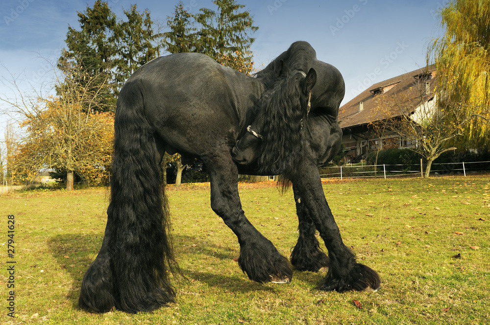 Cheval Frison Noir Stock Photo Adobe Stock