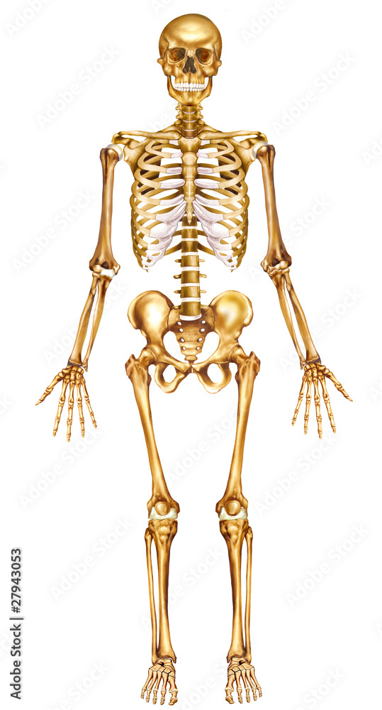 Esqueleto humano frontal ilustración de Stock