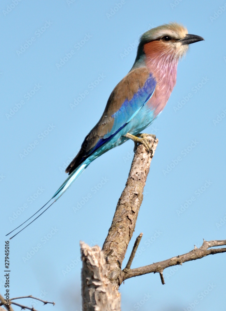 Fototapeta premium Lilac Breasted Roller