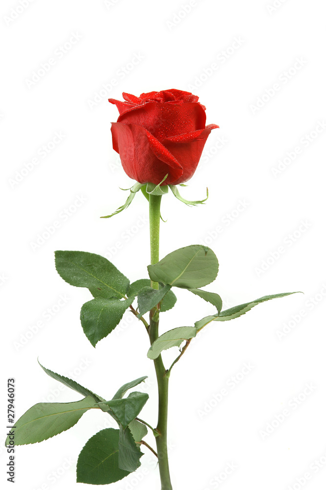 Beautiful red rose  isolated on  with leaves the long