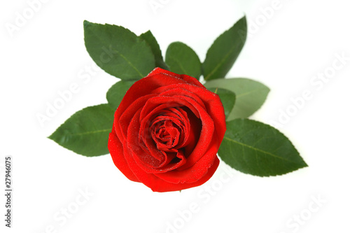 Beautiful red rose isolated on a white background with leaves