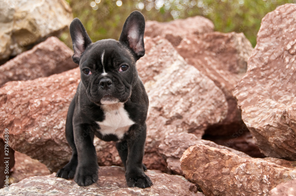 Französische Bulldogge, Hund, Haustier, schwarz weiß StockFoto Adobe Stock