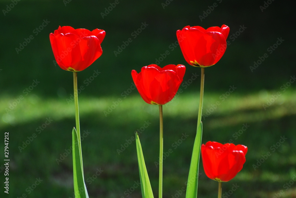Obraz premium Tulips