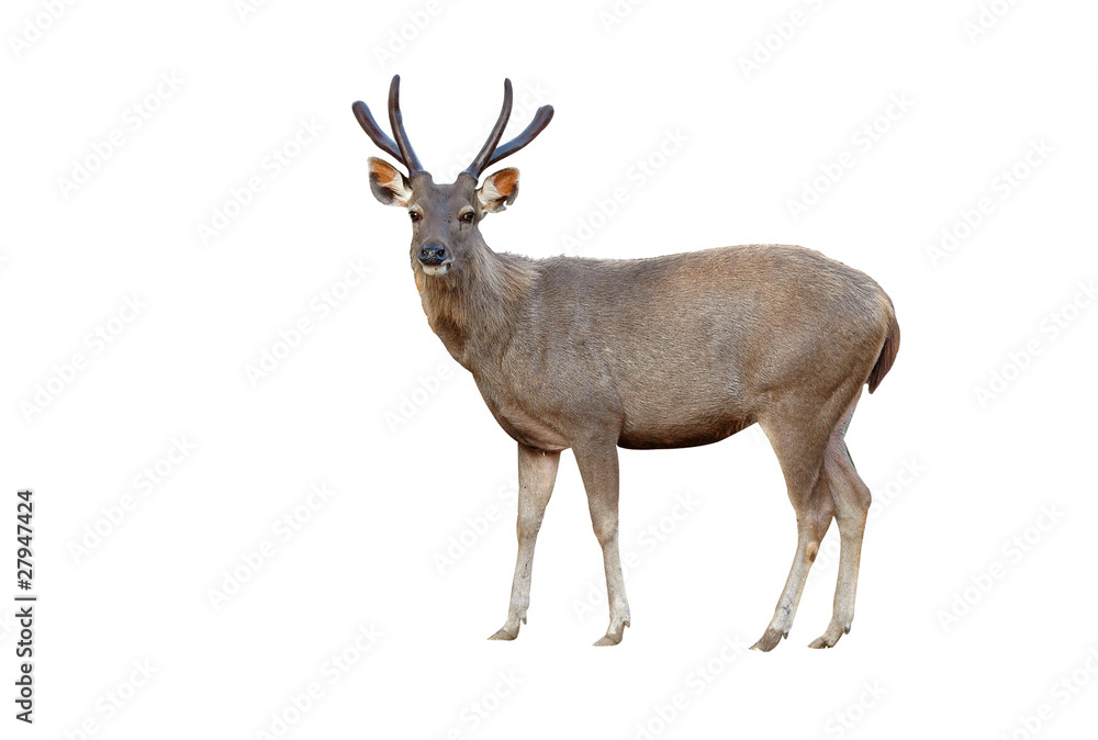 Obraz sambar deer isolated