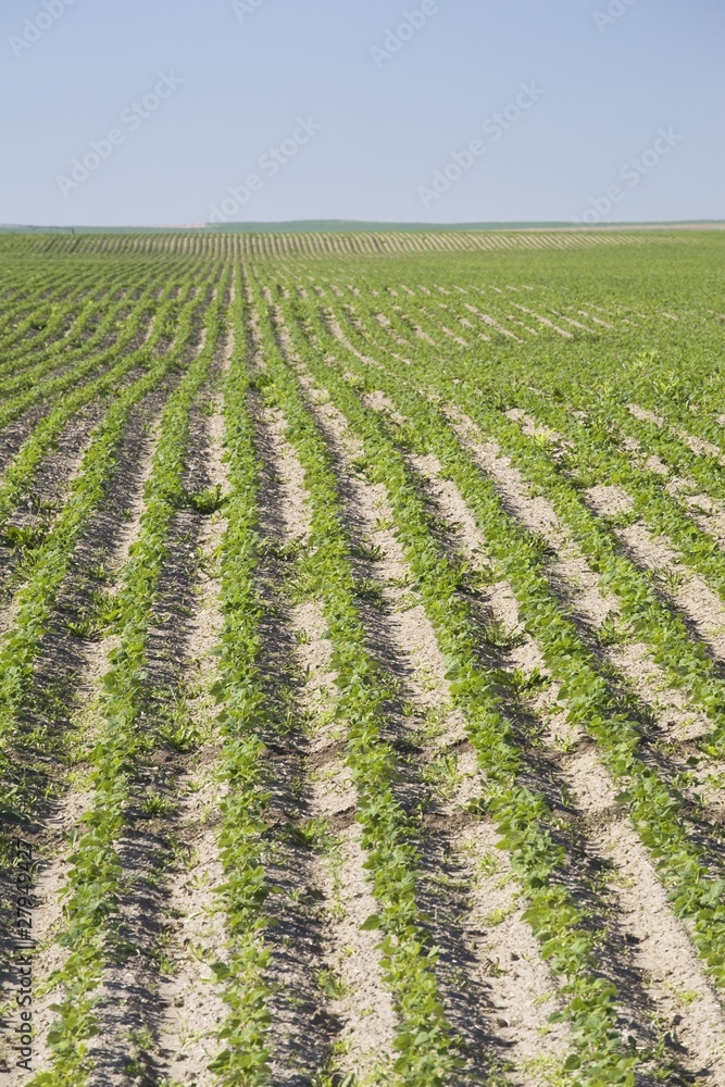 field of young potato plants in rows; alberta, canada field of young potato plants in rows; alberta, canada
