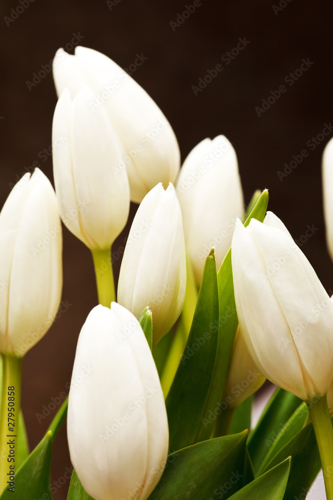 Fototapeta premium beautiful tulips