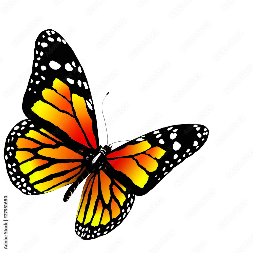 Fototapeta premium Butterfly isolated on white. 3d illustration.