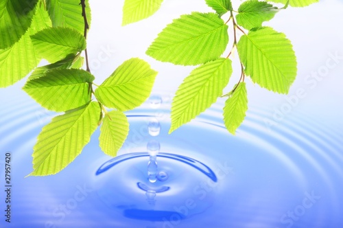 green leaf and water drop photo