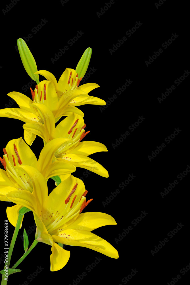 Obraz premium yellow lily