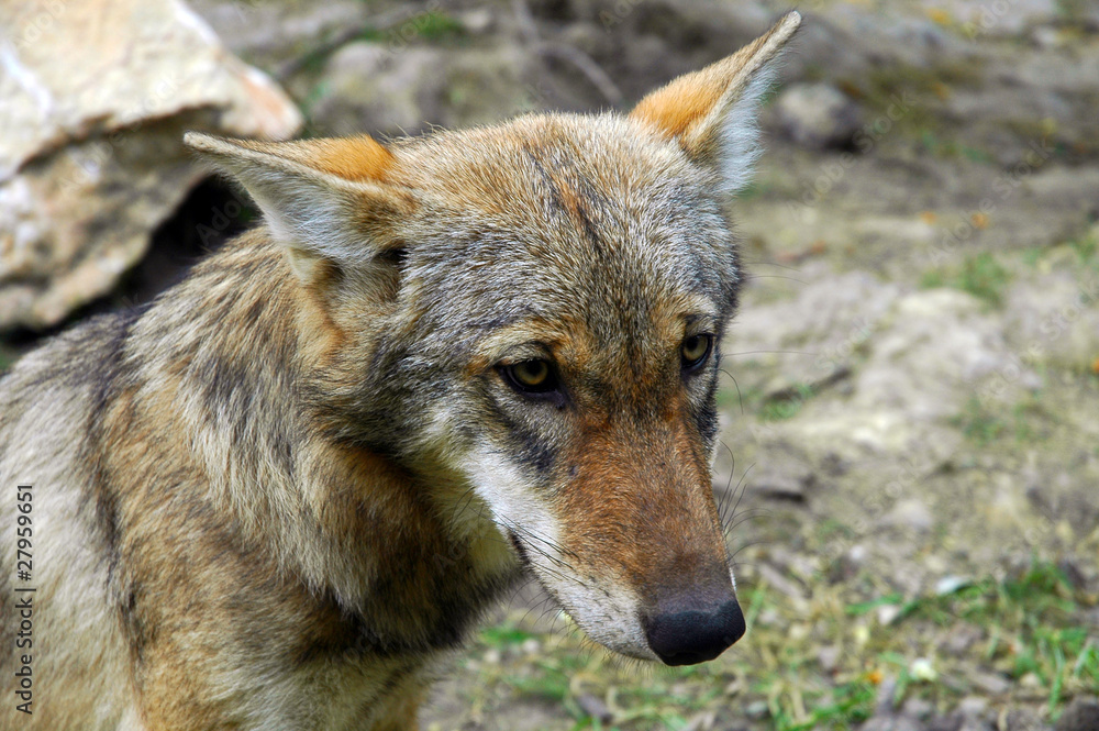 A friendly European wolf (Canis lupus) A friendly European wolf (Canis lupus)