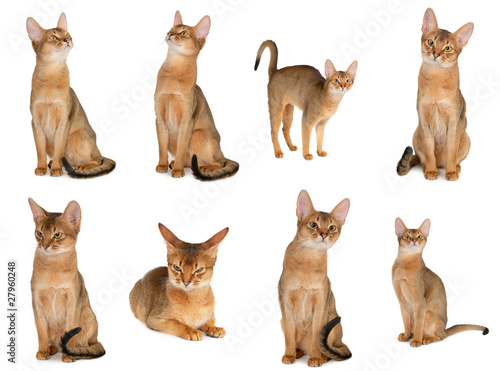 abyssinian cat collection isolated on white background. photo
