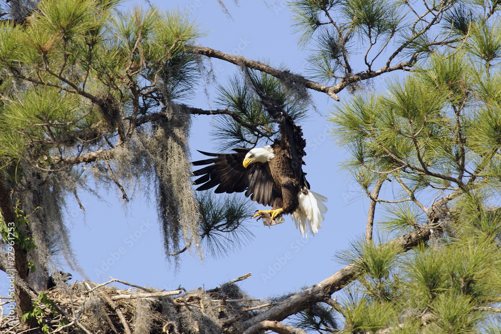 Fototapeta premium bald eagle with a fish