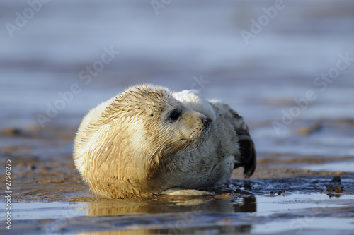 young gray seal pup © derekwatt