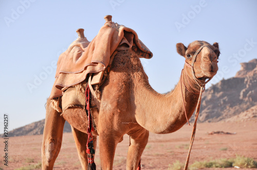 Tour in camel