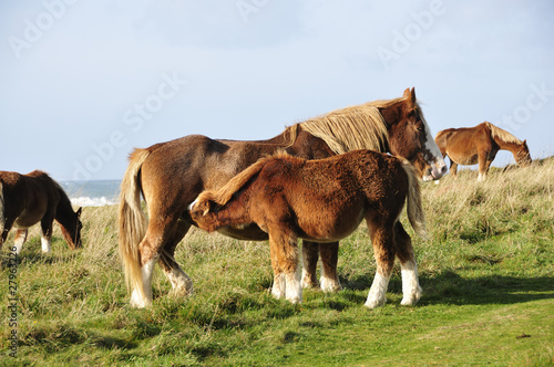 Horses in Brittany © Eric Fahrner